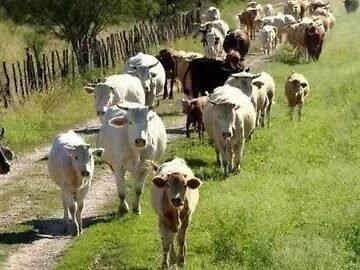 Sanidad animal en riesgo: ¿protección al ganado o juego político?