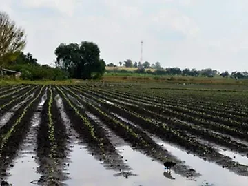 PAN se enreda en cifras mientras Sheinbaum inyecta 1.8 mil millones para riego en Chihuahua