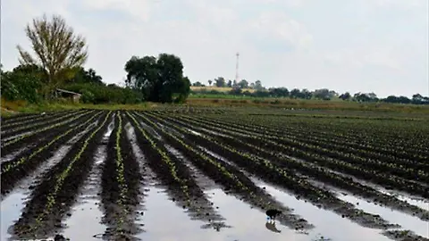 PAN se enreda en cifras mientras Sheinbaum inyecta 1.8 mil millones para riego en Chihuahua
