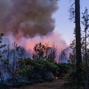 IMG_9958 Despliegan 262 brigadistas para combatir 13 incendios forestales en 9 municipios de Chihuahua