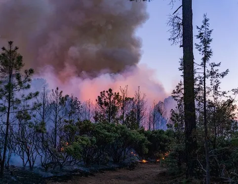 IMG_9958 Despliegan 262 brigadistas para combatir 13 incendios forestales en 9 municipios de Chihuahua