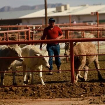 images (33) EU reabrirá progresivamente frontera para ganado de Chihuahua