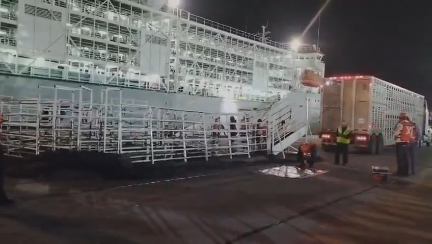 Video exhibe exportación de ganado de Nicaragua a México por parte de SuCarne