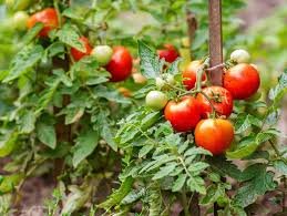 Gobernadora alerta: “Impuesto al tomate afectará a todo el norte del país”