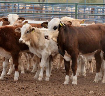 images (79) Chihuahua queda fuera de apoyo federal por gusano barrenador, pese a ser líder en exportaciones