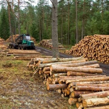 ONG´s exhiben fracaso de estrategias contra la tala en la Sierra Tarahumara