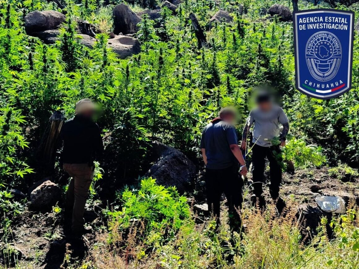 Denuncias ciudadanas derivan en operativo y hallazgo de plantíos de mariguana