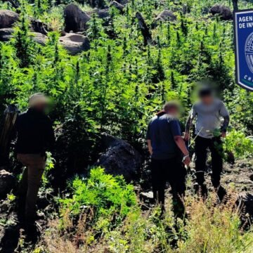 IMG-20251021-WA0001 Denuncias ciudadanas derivan en operativo y hallazgo de plantíos de mariguana