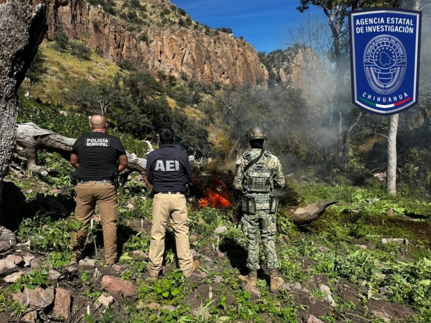 IMG-20251022-WA0003 Destruyen más de una tonelada de mariguana en operativo al norte de la ciudad