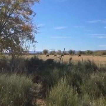 Campesinos graban feroz balacera entre grupos armados en Ojinaga