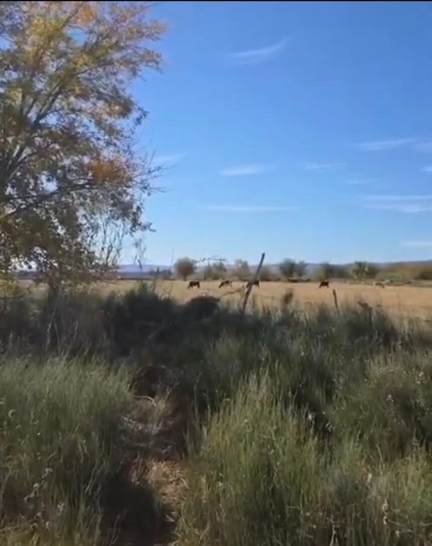 Campesinos graban feroz balacera entre grupos armados en Ojinaga