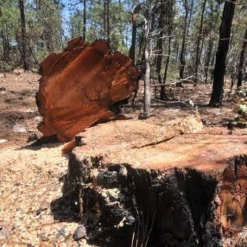 Sierra Tarahumara: tala clandestina provoca desplazamientos forzados