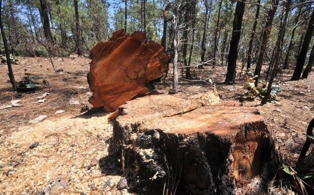 Sierra Tarahumara: tala clandestina provoca desplazamientos forzados