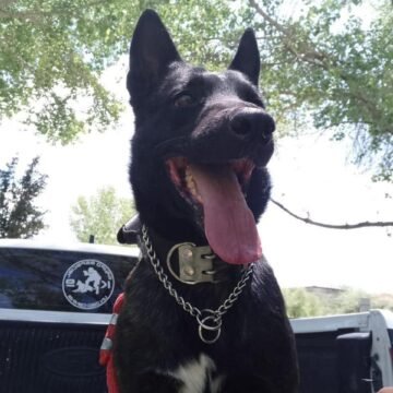 Marco Bonilla condena agresión y muerte de elemento K9