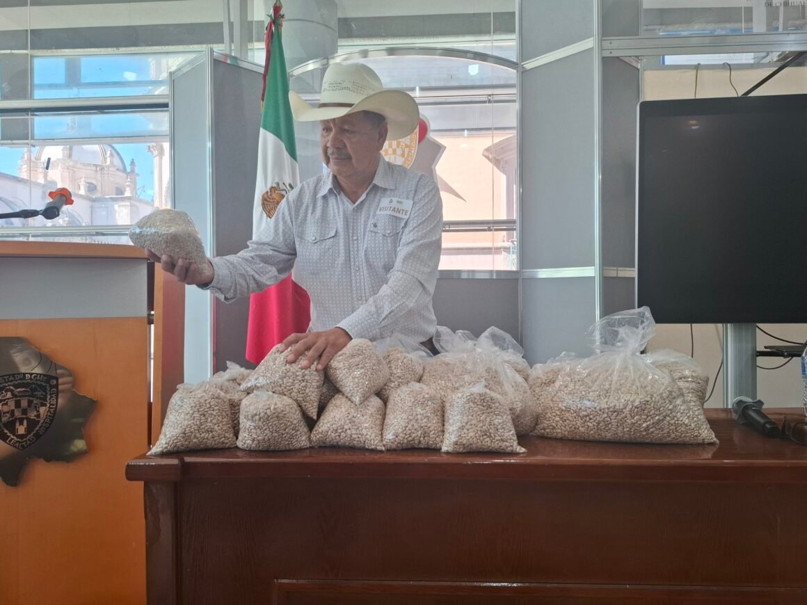 “Es muy difícil repartir una tortilla entre hambrientos”: advierten crisis en producción de frijol