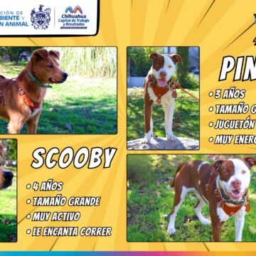 Promueve Municipio la adopción responsable de animalitos de compañía rescatados