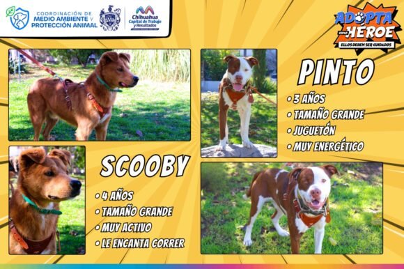 Promueve Municipio la adopción responsable de animalitos de compañía rescatados