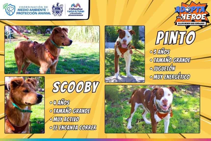 Promueve Municipio la adopción responsable de animalitos de compañía rescatados