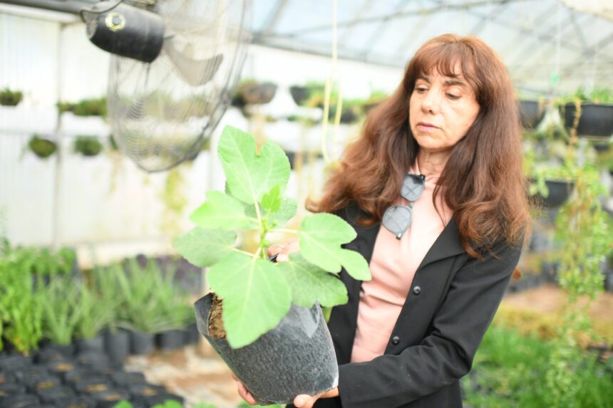 Tu jardín en primavera: claves para hacerlo florecer, según experta de la UACH