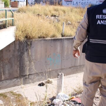 Refuerza Municipio la atención y prevención del abandono animal en el Día Internacional de los Animales Callejeros