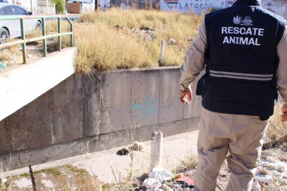 Refuerza Municipio la atención y prevención del abandono animal en el Día Internacional de los Animales Callejeros