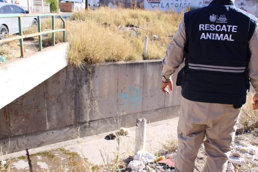 Refuerza Municipio la atención y prevención del abandono animal en el Día Internacional de los Animales Callejeros