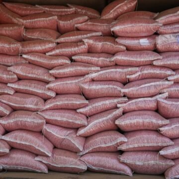 Lanza Desarrollo Rural convocatoria para apoyo en semilla de frijol