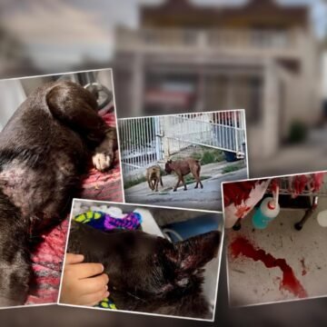 Ocho pitbulls matan a una perrita en San Rafael; exigen que la dueña responda