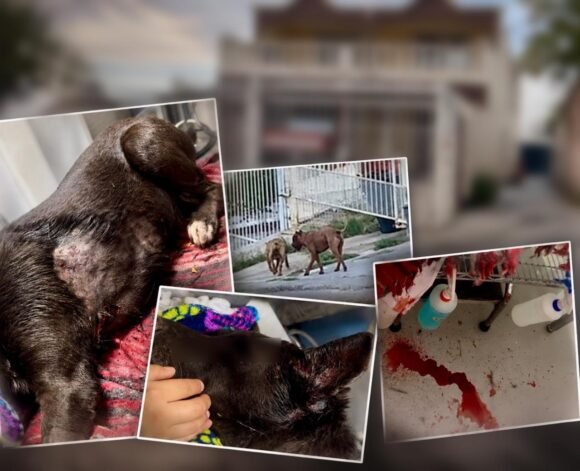 IMG-20261014-WA0033 Ocho pitbulls matan a una perrita en San Rafael; exigen que la dueña responda